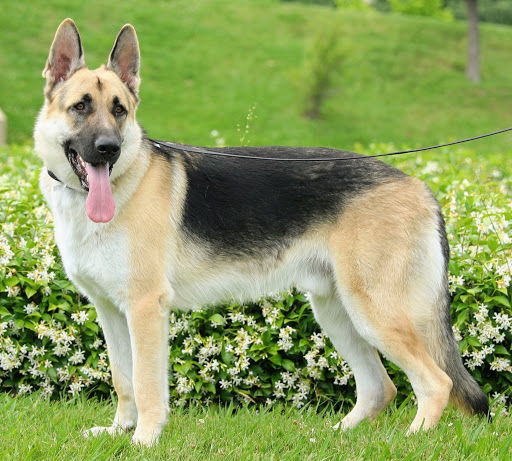 Big, Old Fashioned German Shepherds