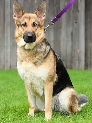 East coast black magic german best sale shepherds