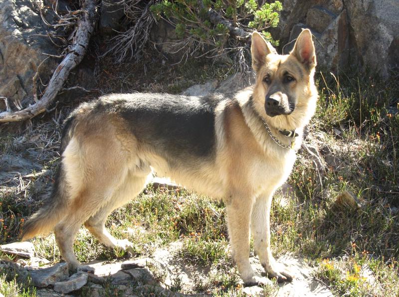 georgia german shepherd rescue